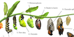 Butterfly Life Cycle - interactive