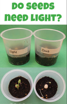 Do seeds need light?