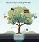 What do plants give us? - Prezi