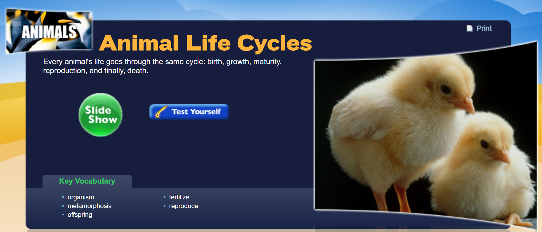 Animal Life Cycles -  slide show